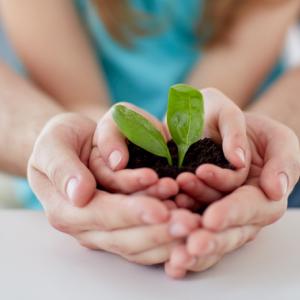 Lapsen ja aikuisen kädet pitelemässä kasvia